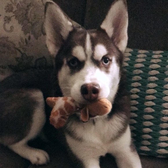 Meet your Posher, Remington - Picture 1 of 1